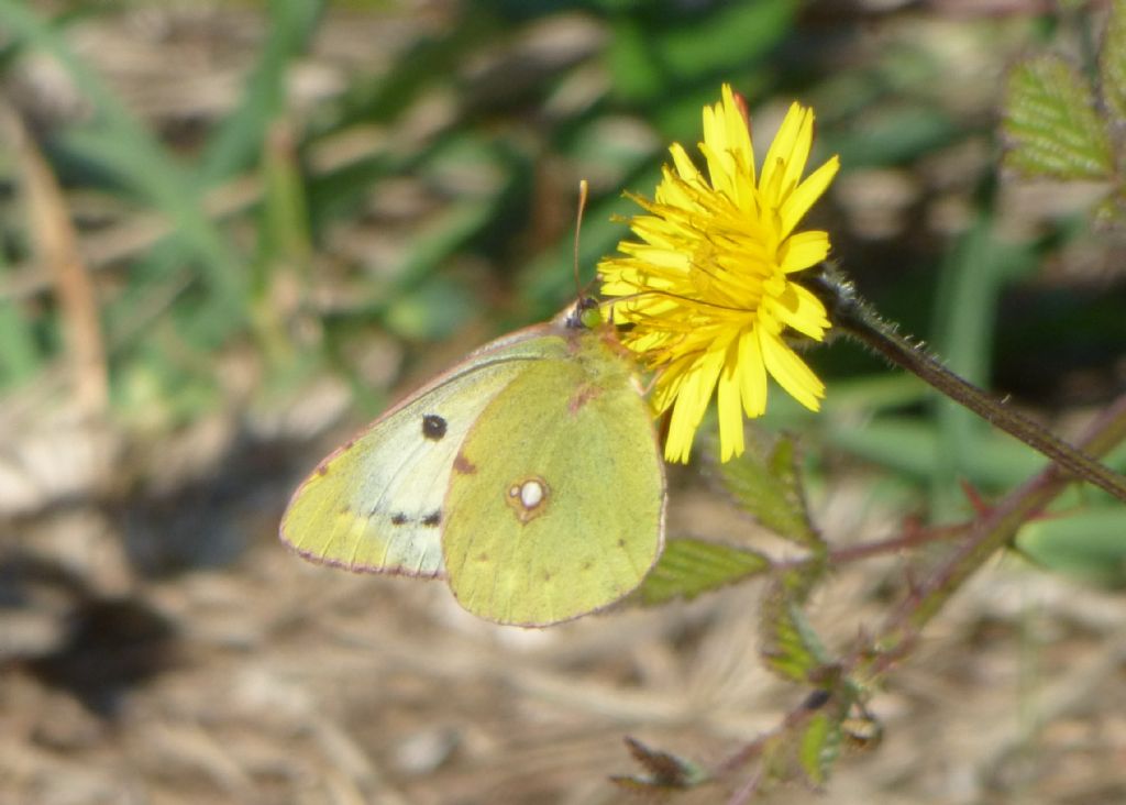 Colias crocea forma helice?